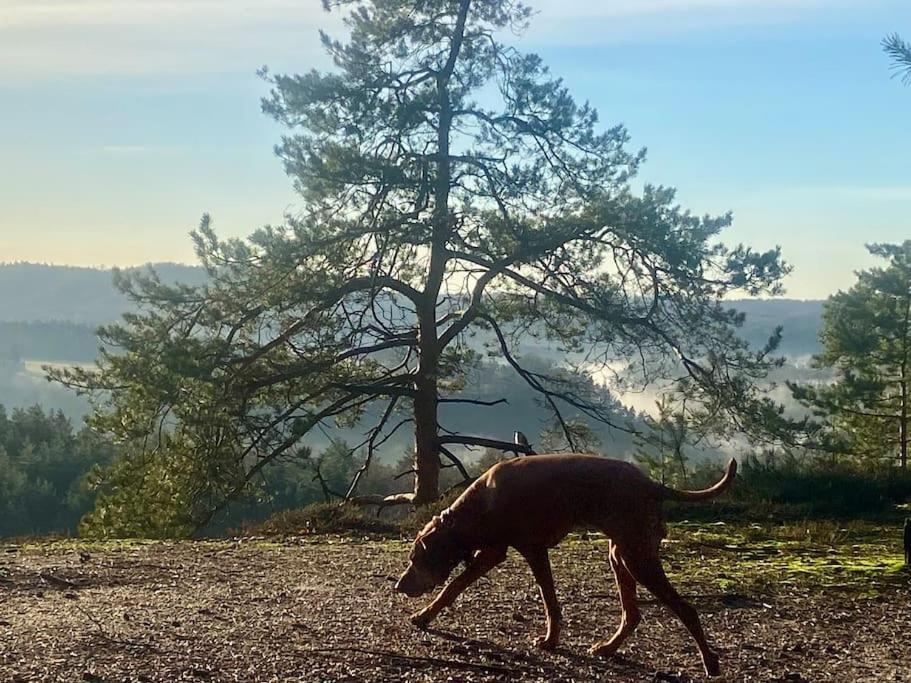 Chalupa Kokorinsko Mseno Exteriér fotografie